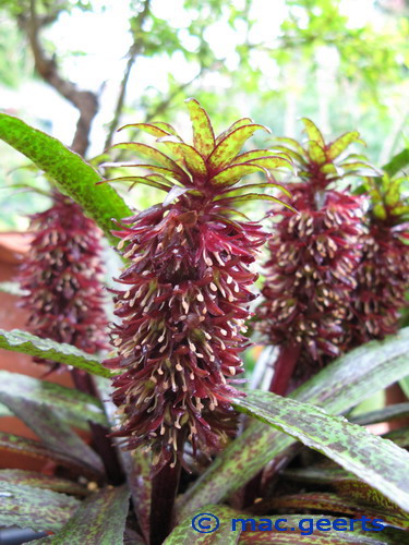 Eucomis van der merwei